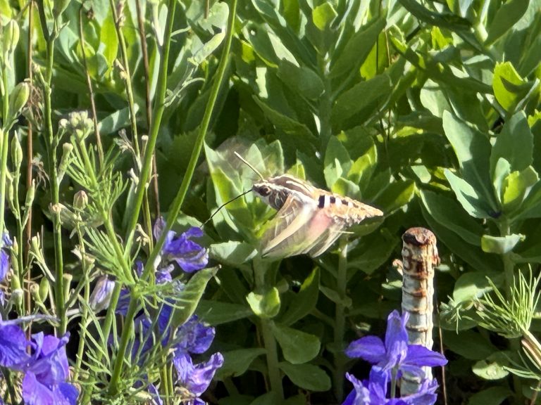 The 28th annual Newton & North Newton Garden Tour was hosted June 8 and 9 in four area gardens.